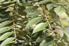 Trema orientalis